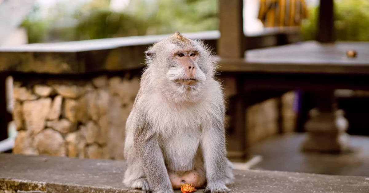 the-monkey-padang-padang-beach the-monkey-padang-padang-beach