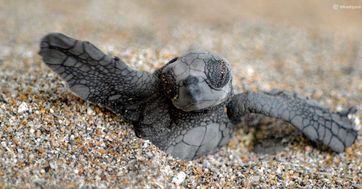 kuta-sea-turtle-society kuta-sea-turtle-society