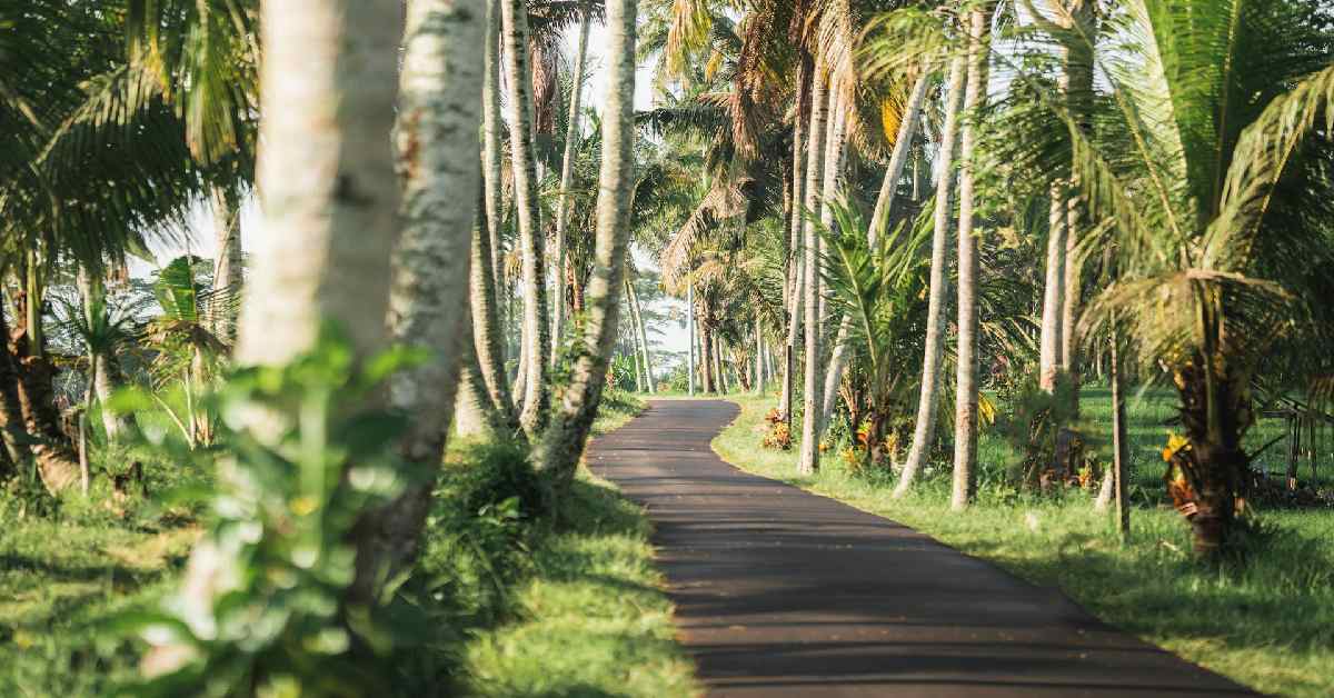 your-ultimate-scooter-route-guide-from-seminyak-to-ubud your-ultimate-scooter-route-guide-from-seminyak-to-ubud